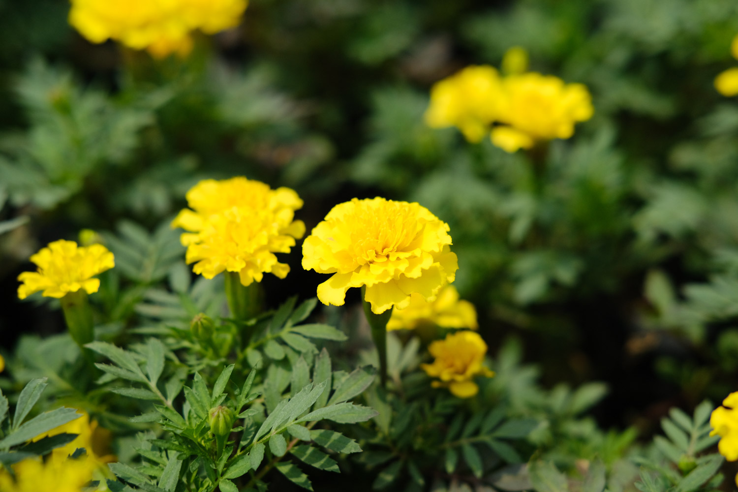 southern cone marigold