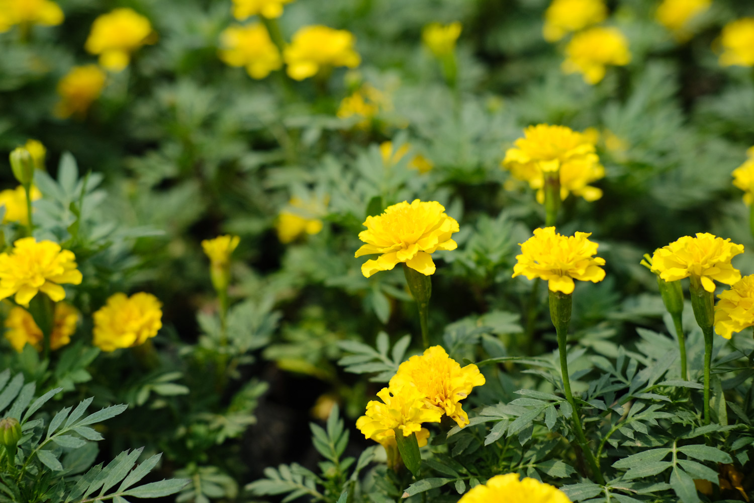 southern cone marigold