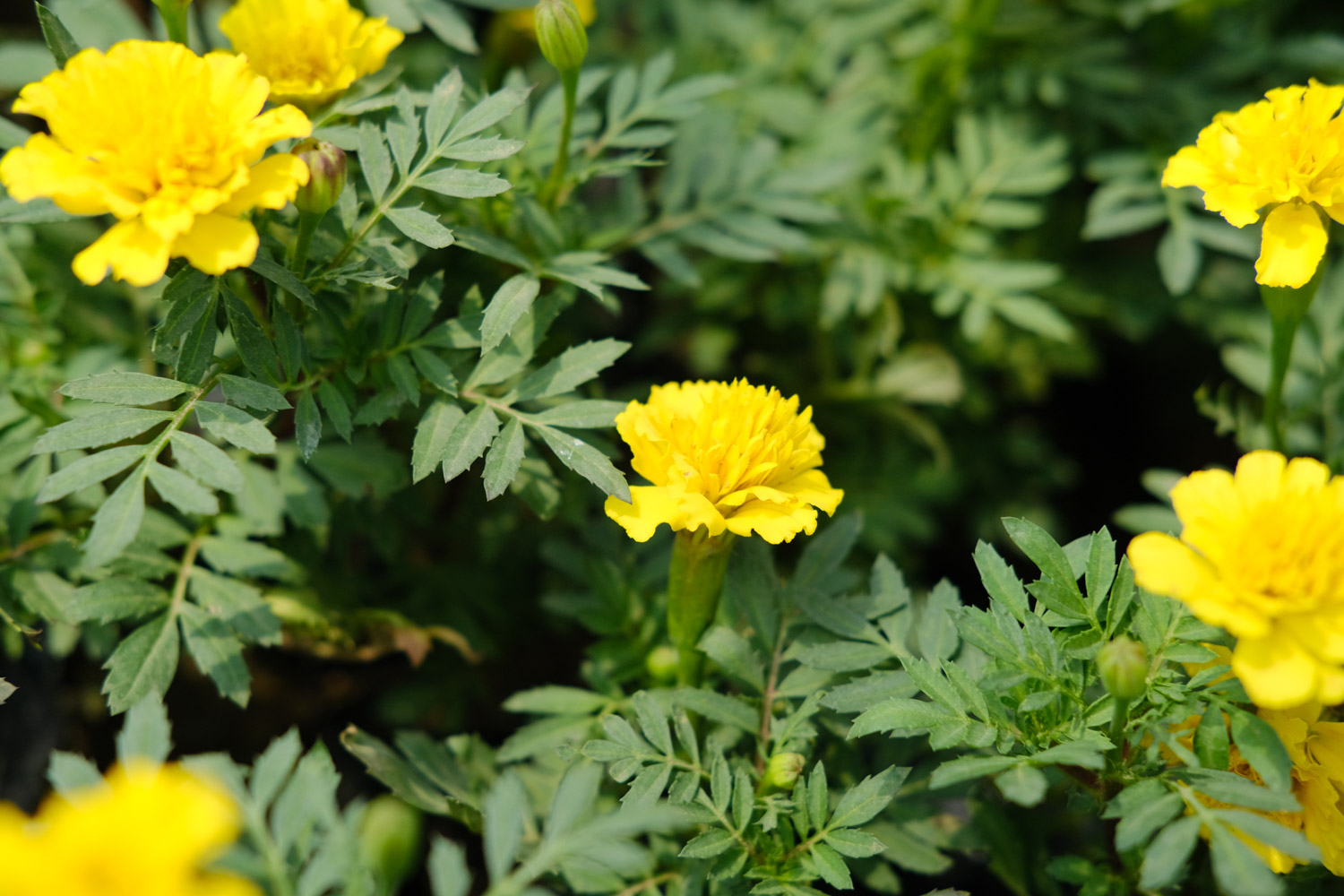 southern cone marigold