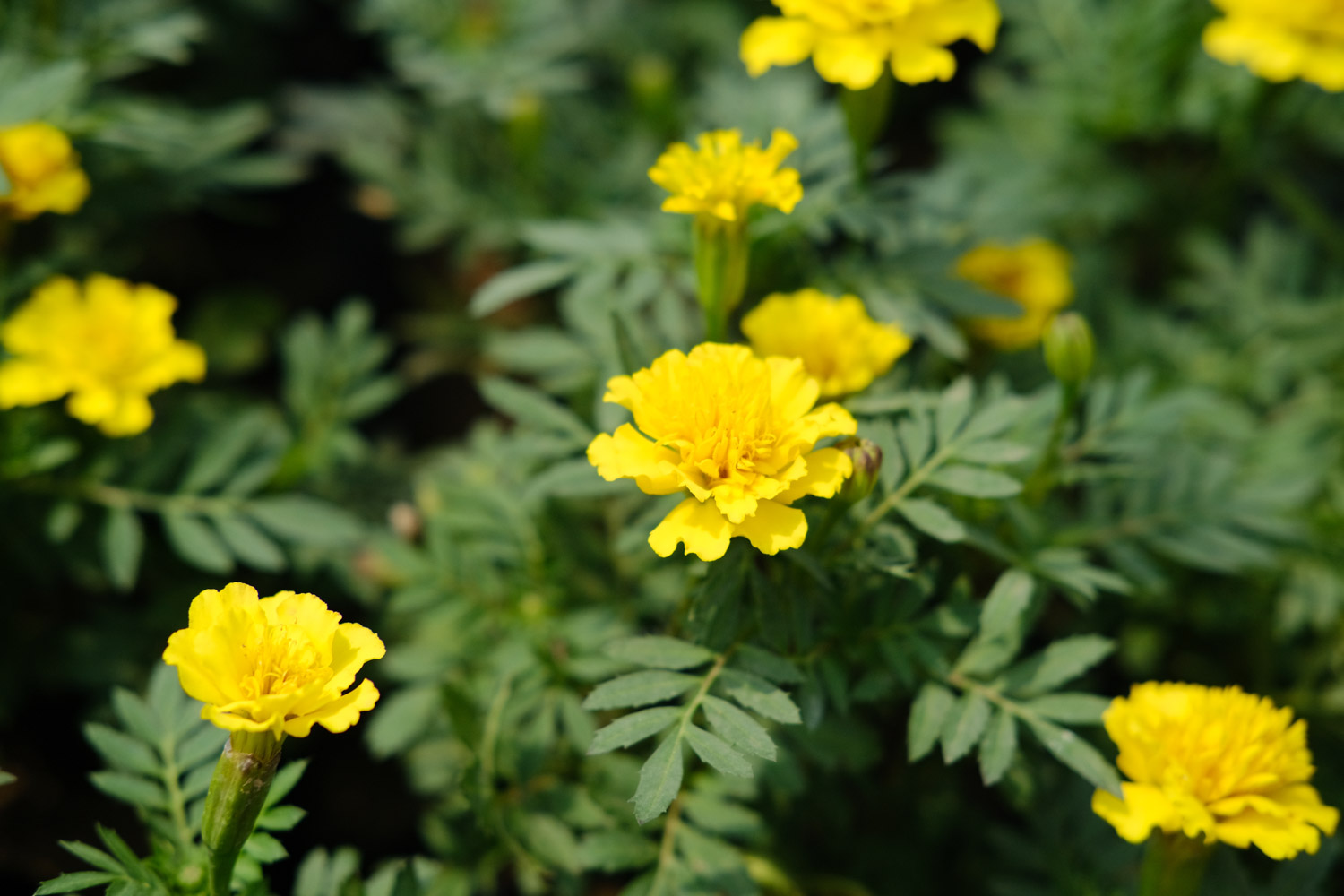 southern cone marigold