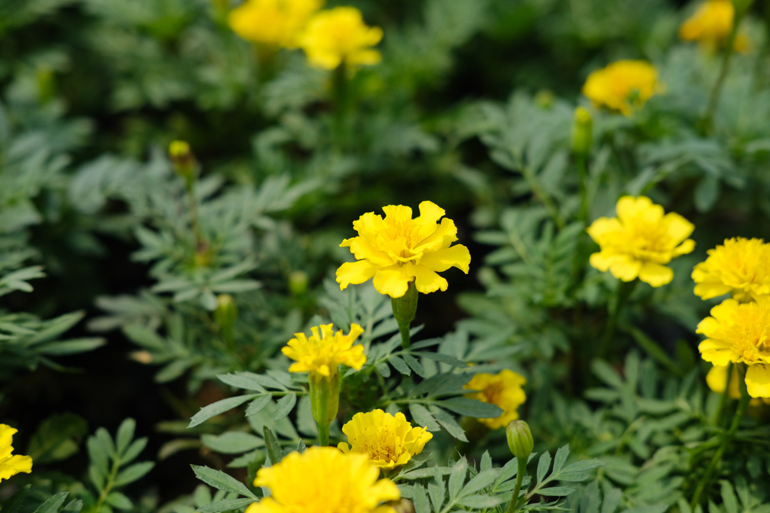 southern cone marigold