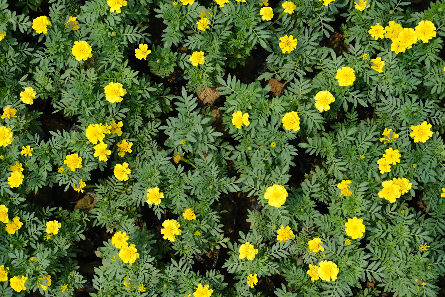 southern cone marigold