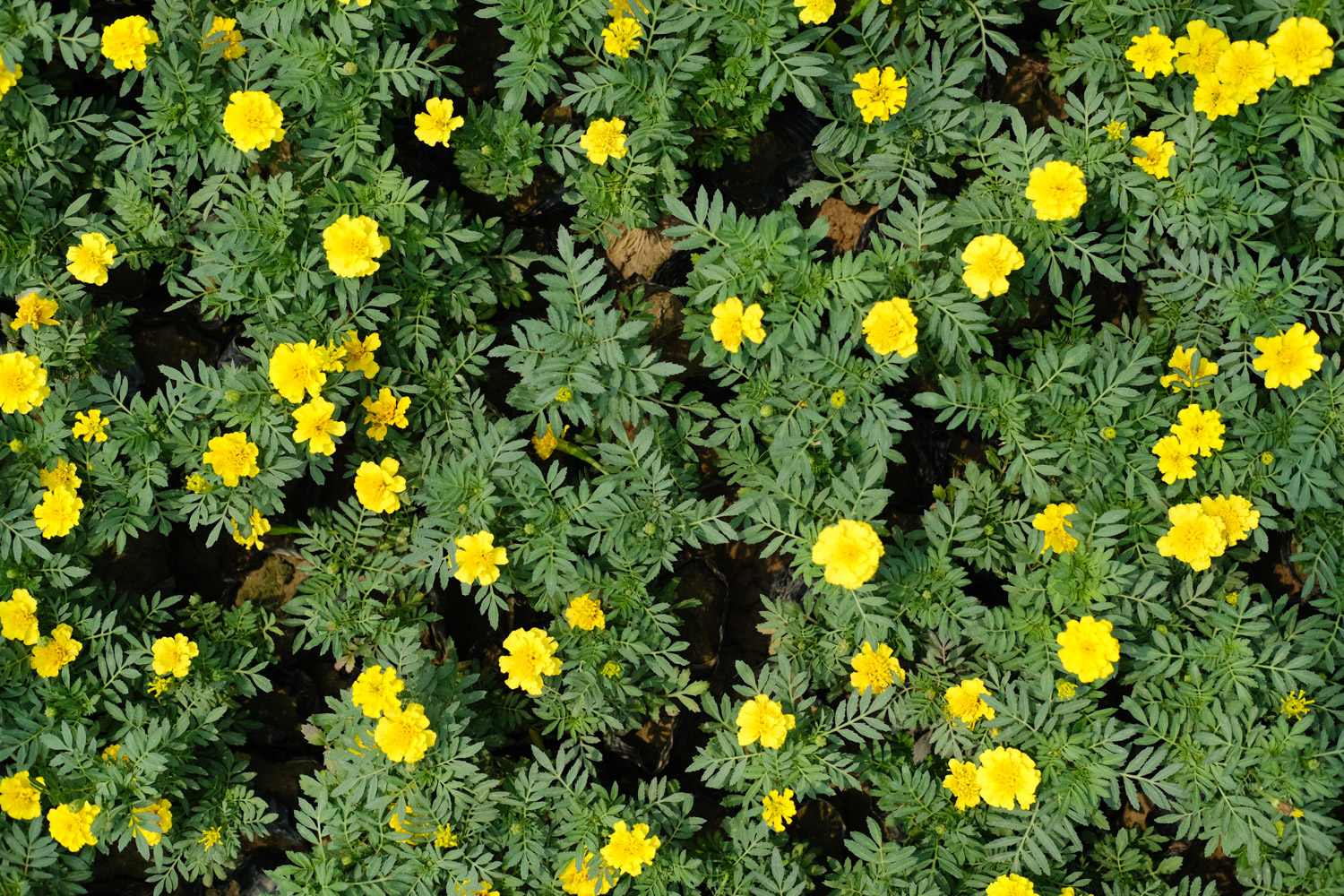 southern cone marigold