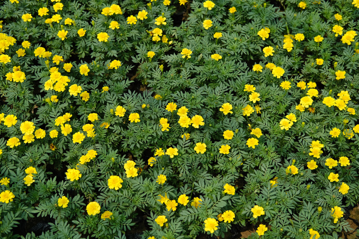 southern cone marigold