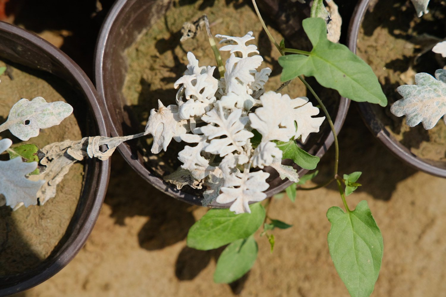 Silver leaf Chrysanthemum