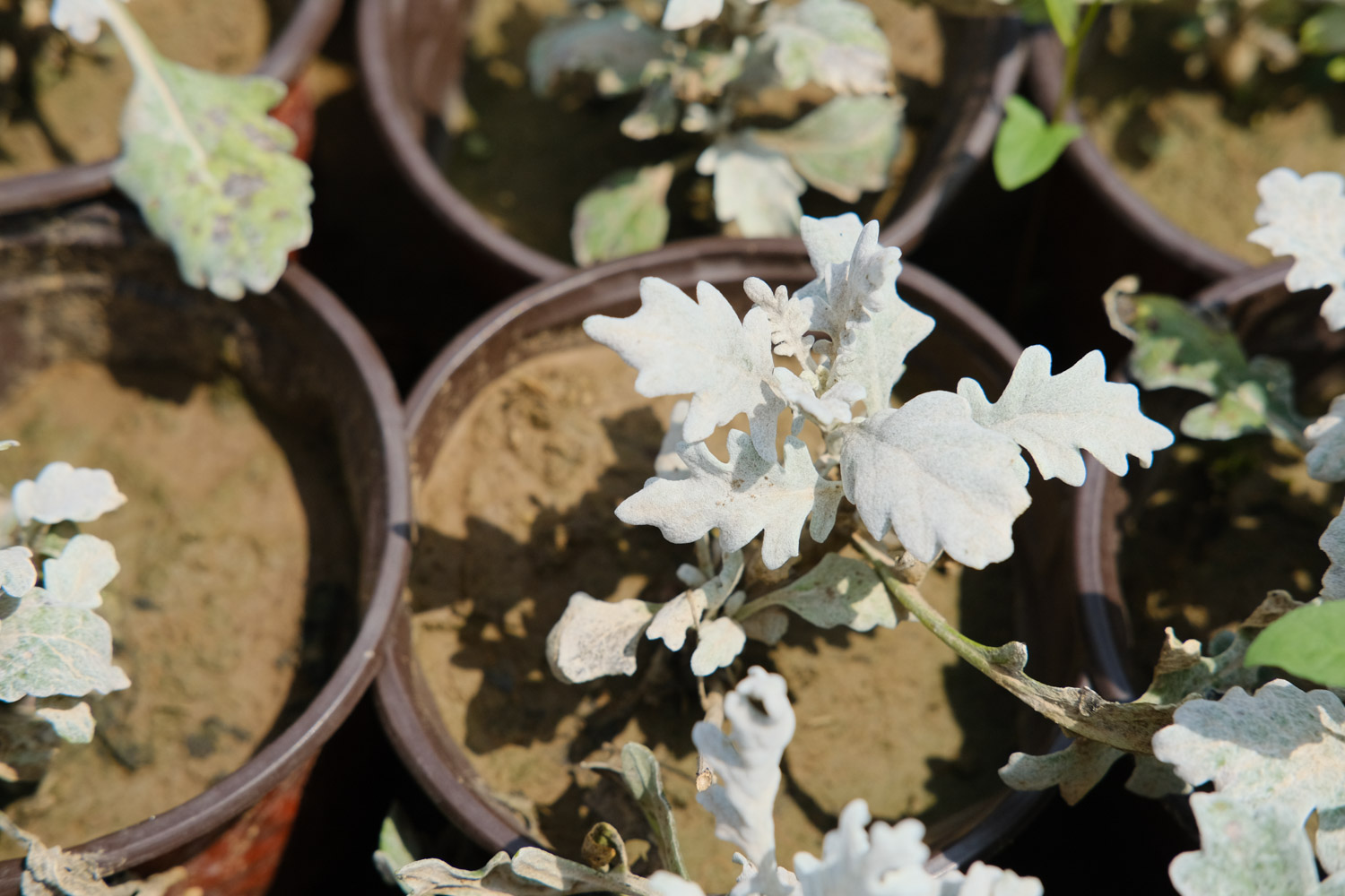 Silver leaf Chrysanthemum