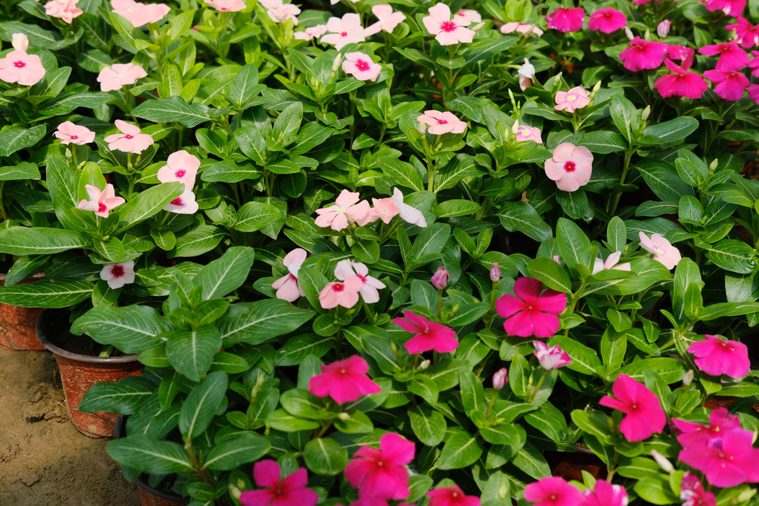 Madagascar rosy periwinkle