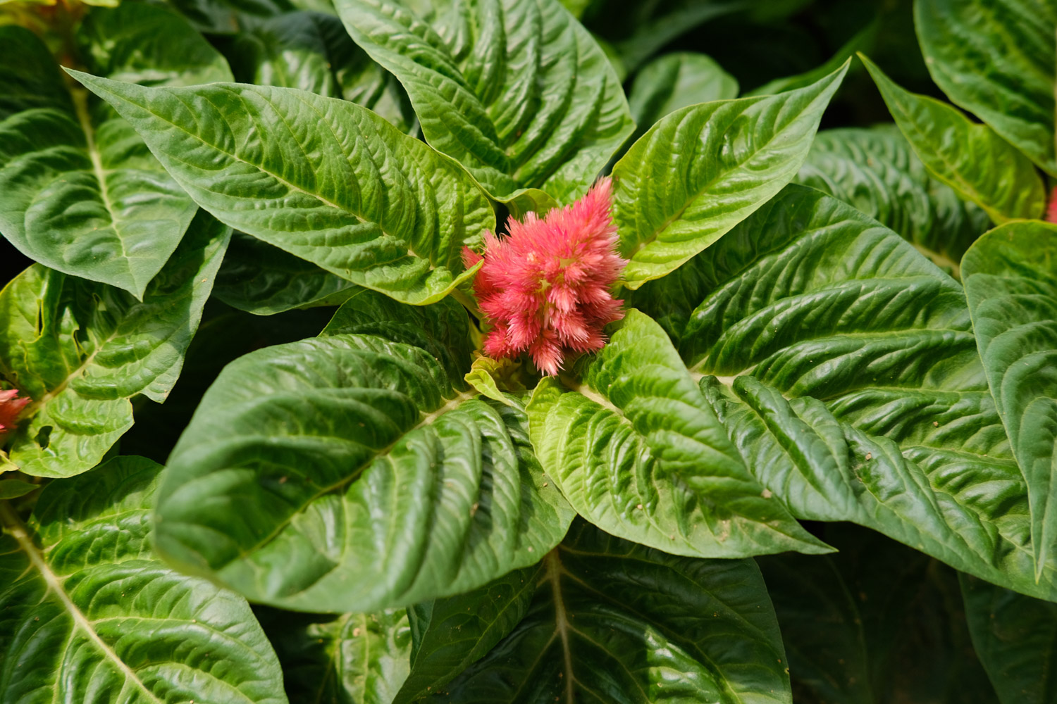 Celosia