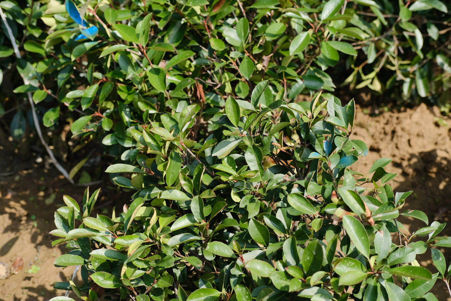 Chinese photinia