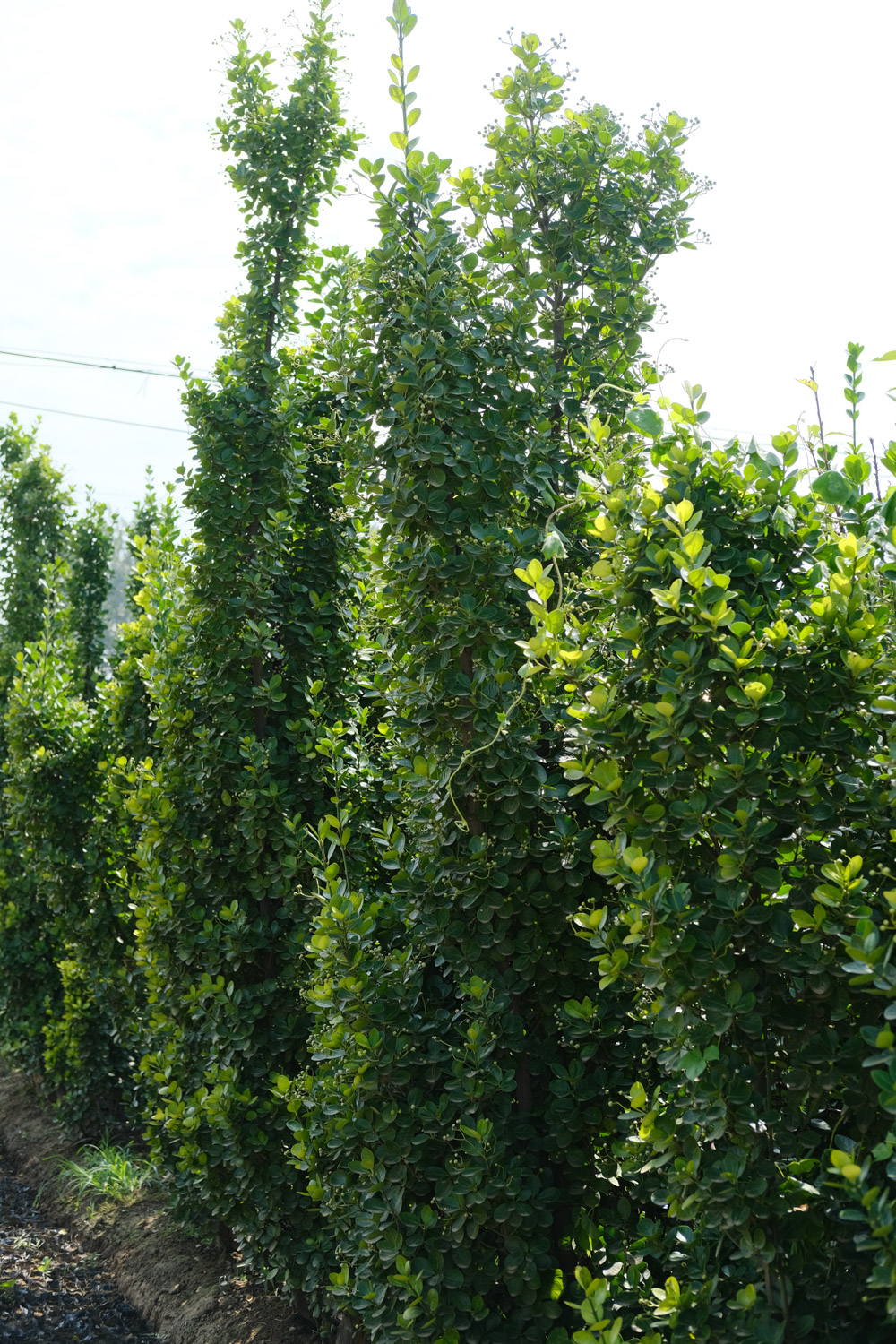 Boxwood