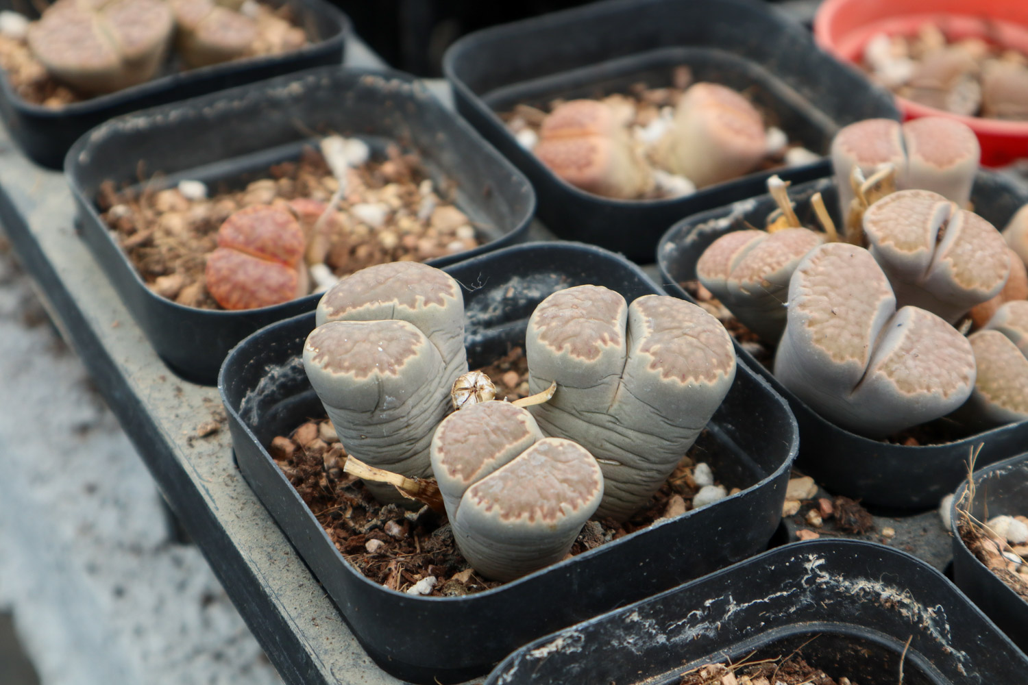 Lithops