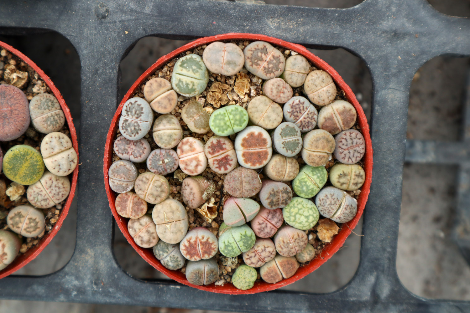 Lithops