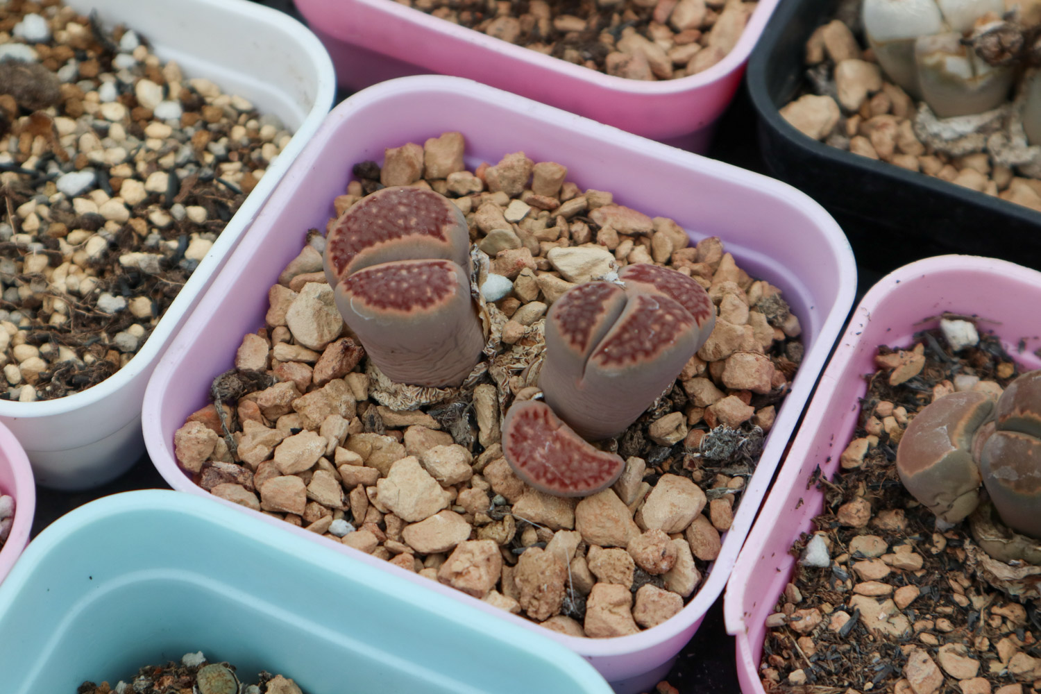 Lithops