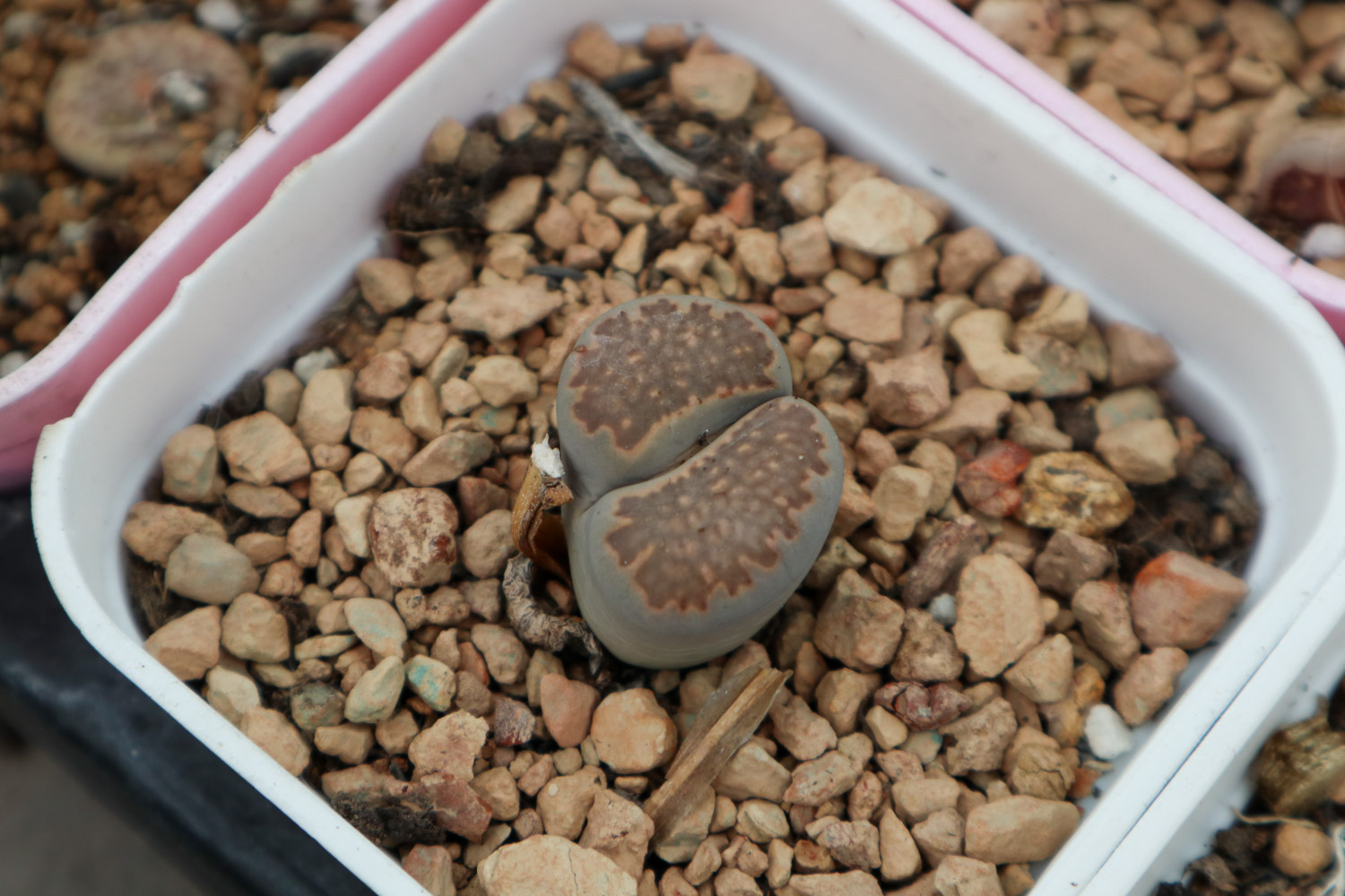 Lithops