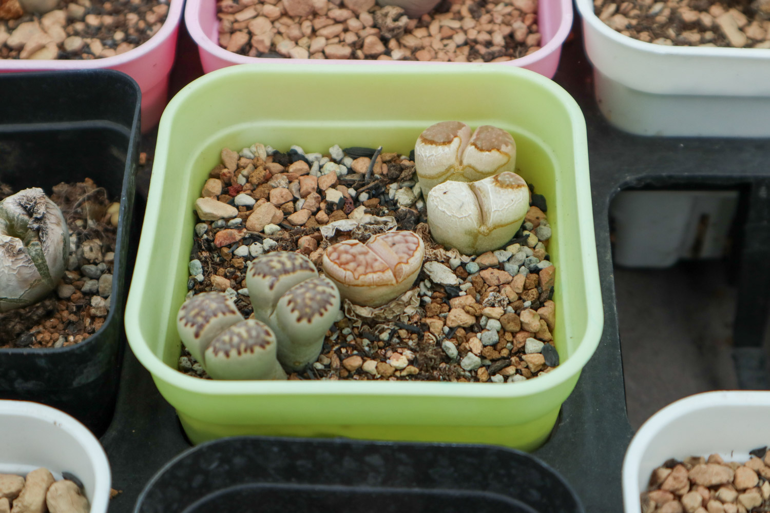 Lithops