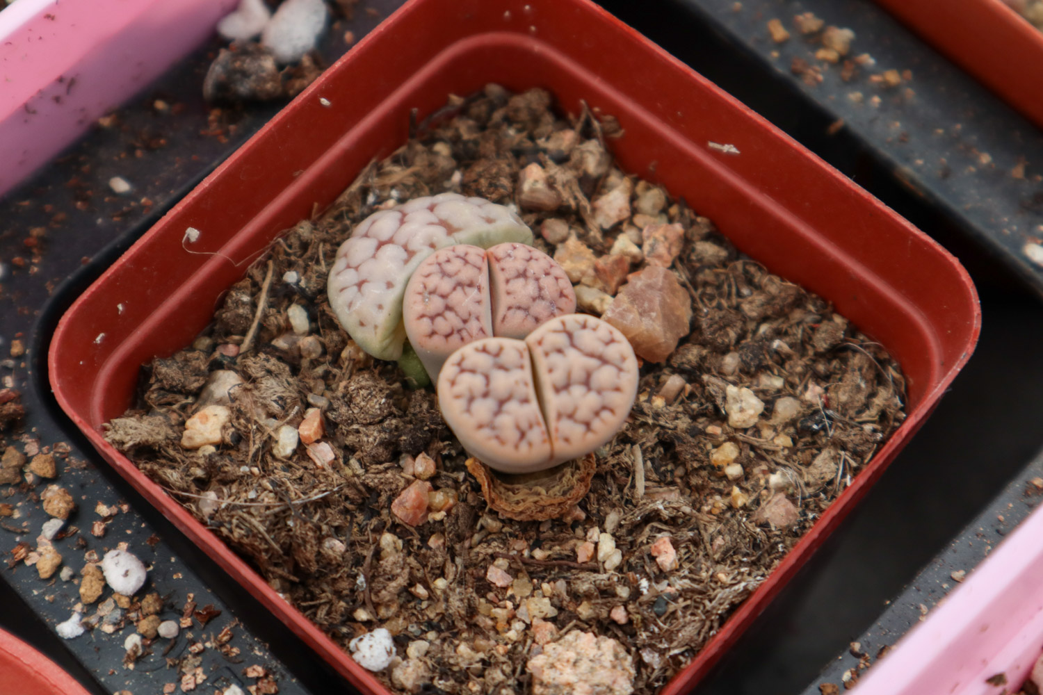 Lithops