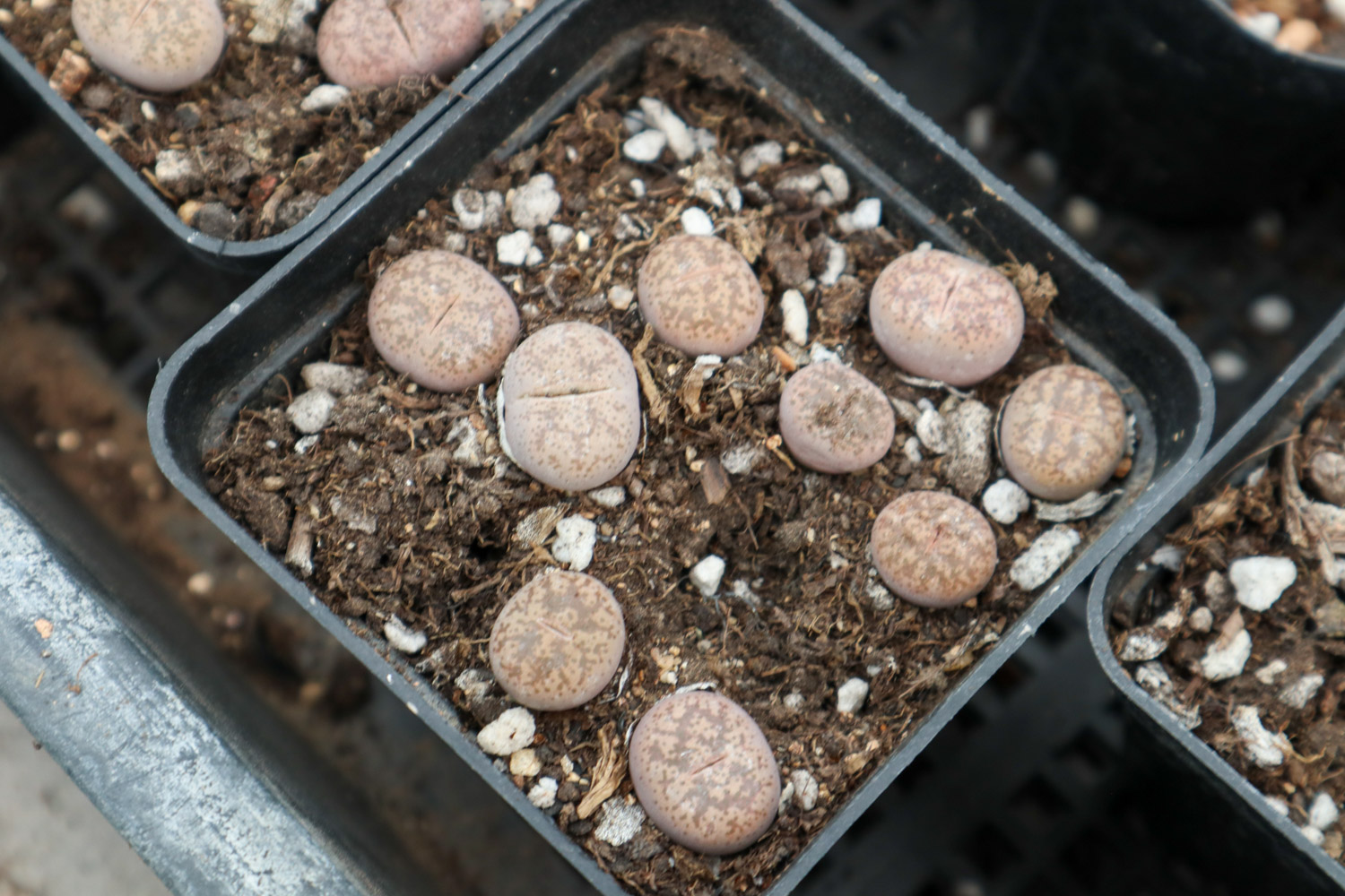 Lithops