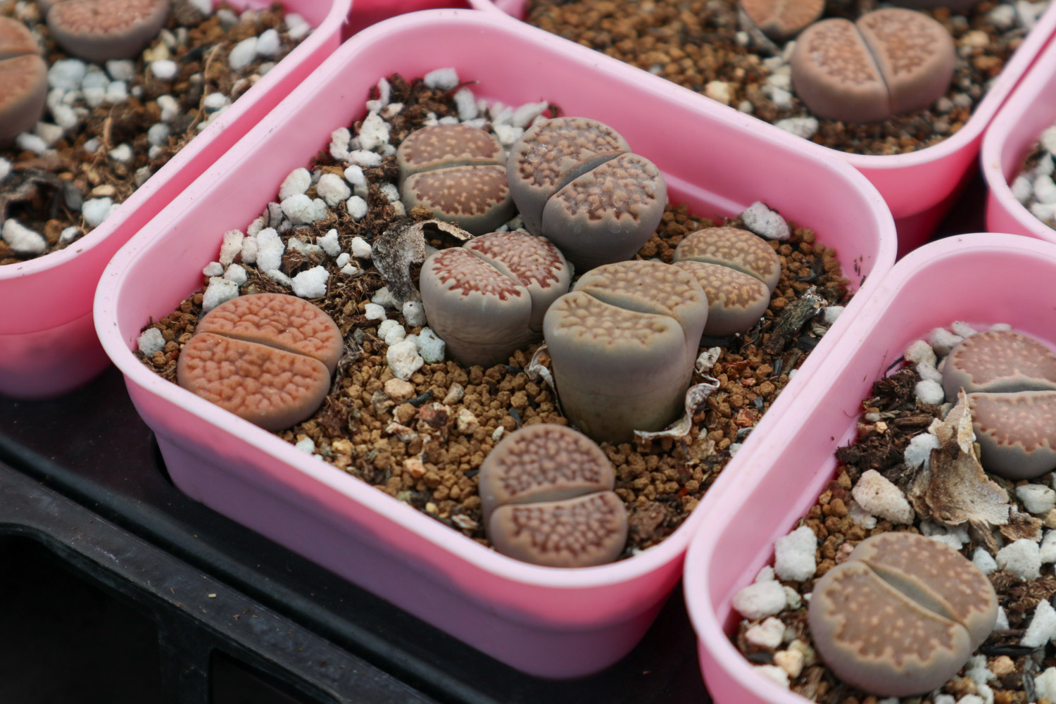 Lithops