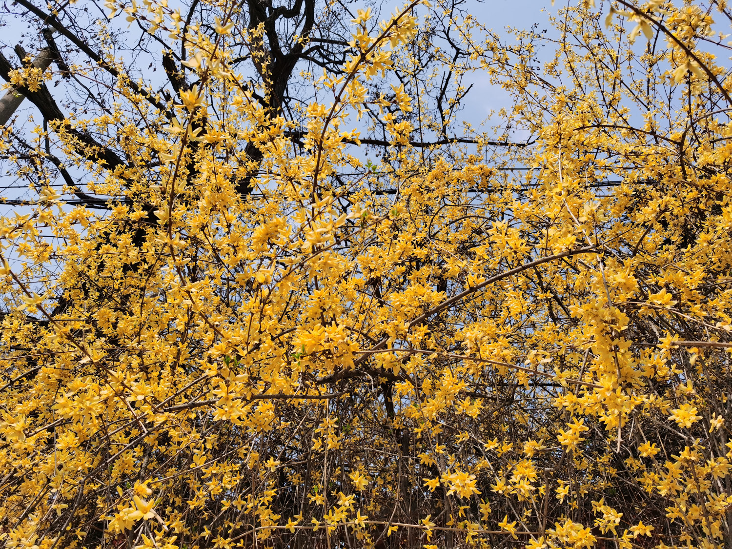 Forsythia suspensa