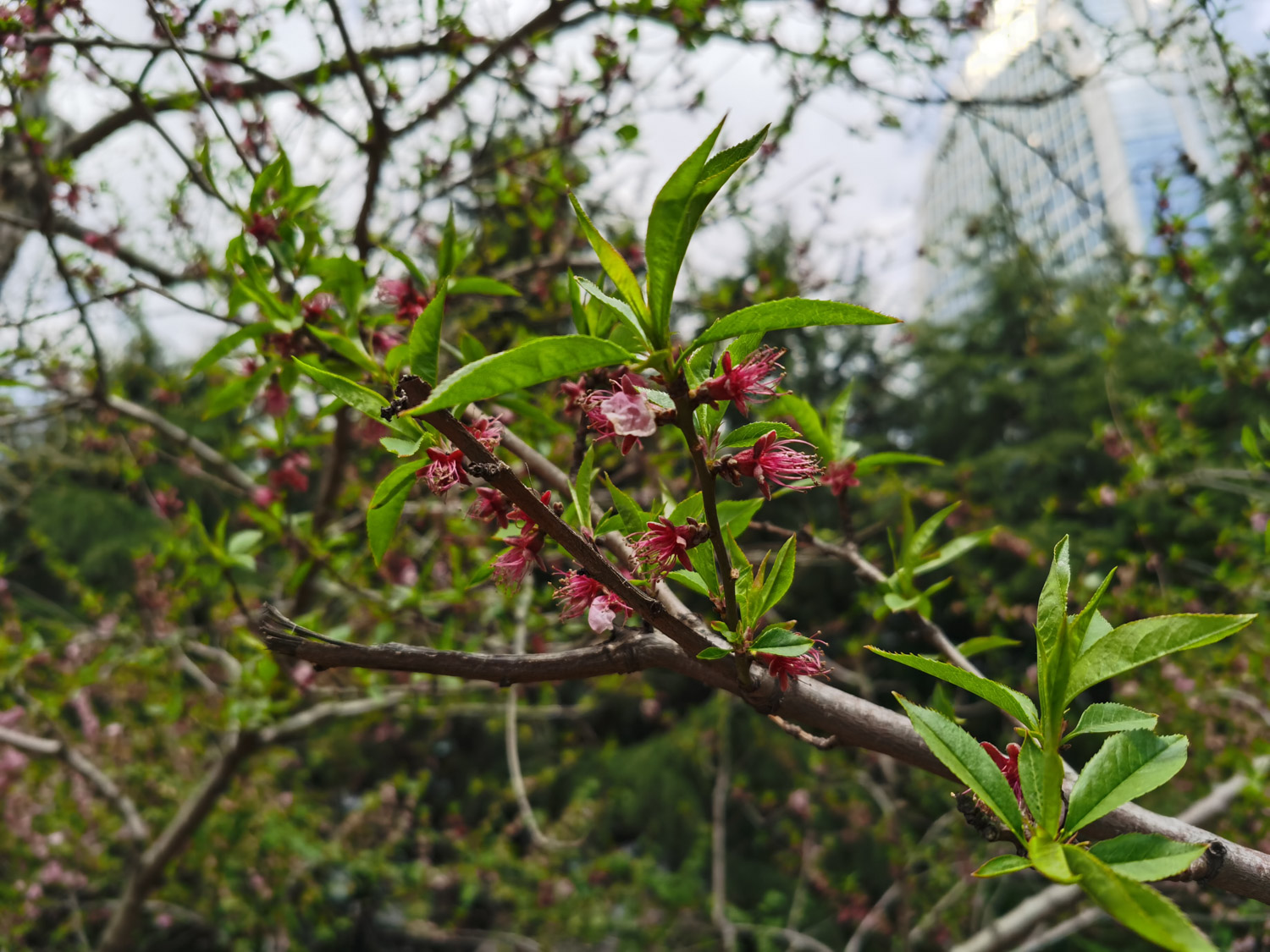 Peach blossom