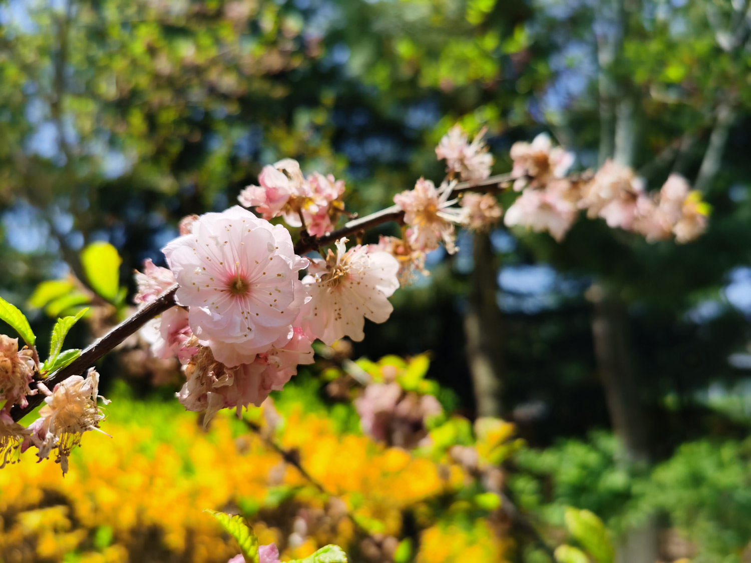 cherry blossoms