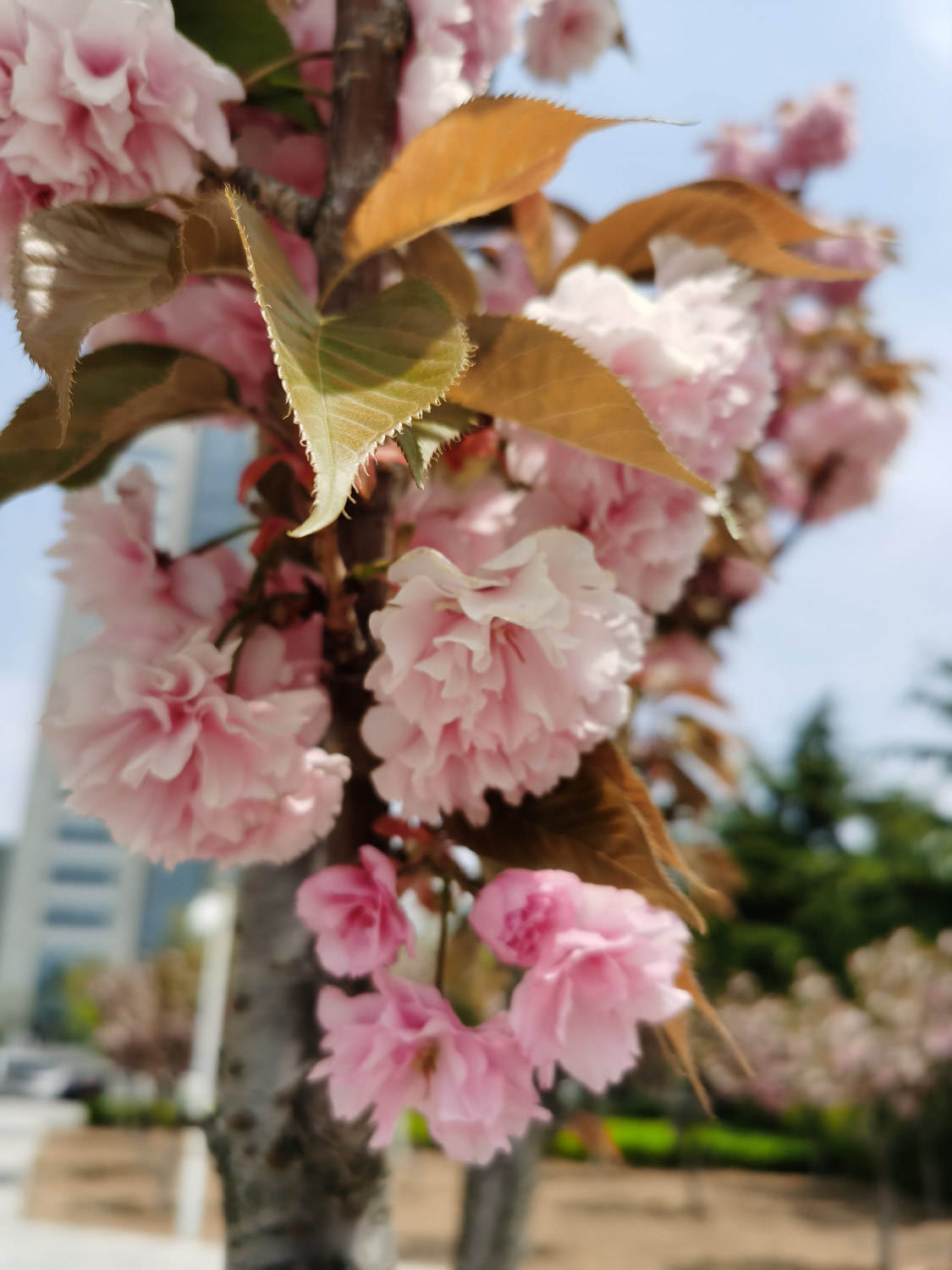 cherry blossoms