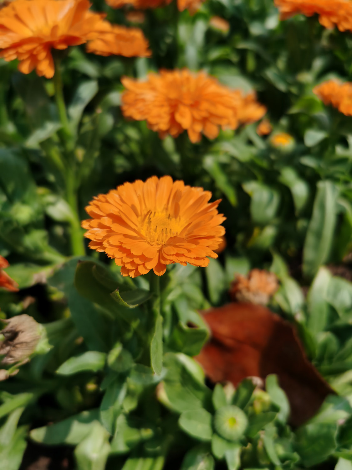 southern cone marigold