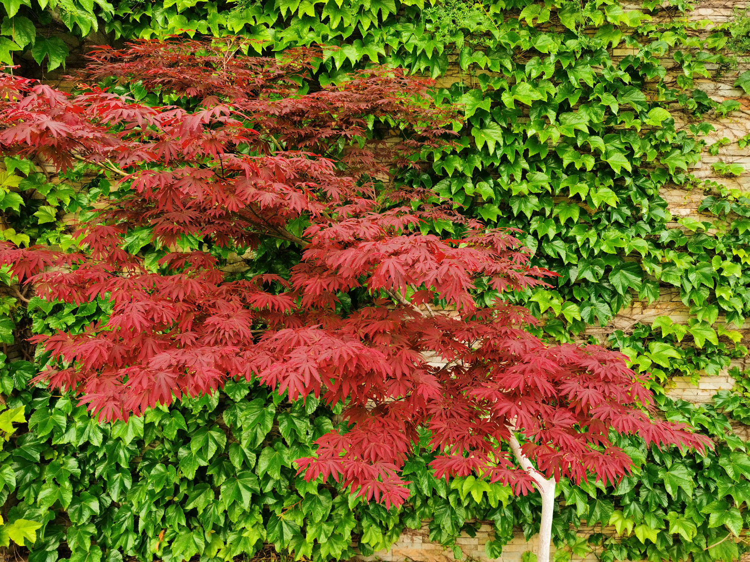 red maple