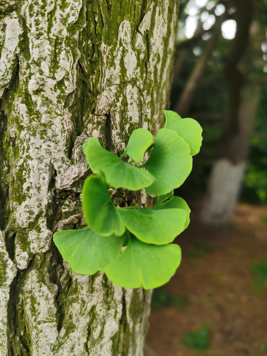 ginkgo