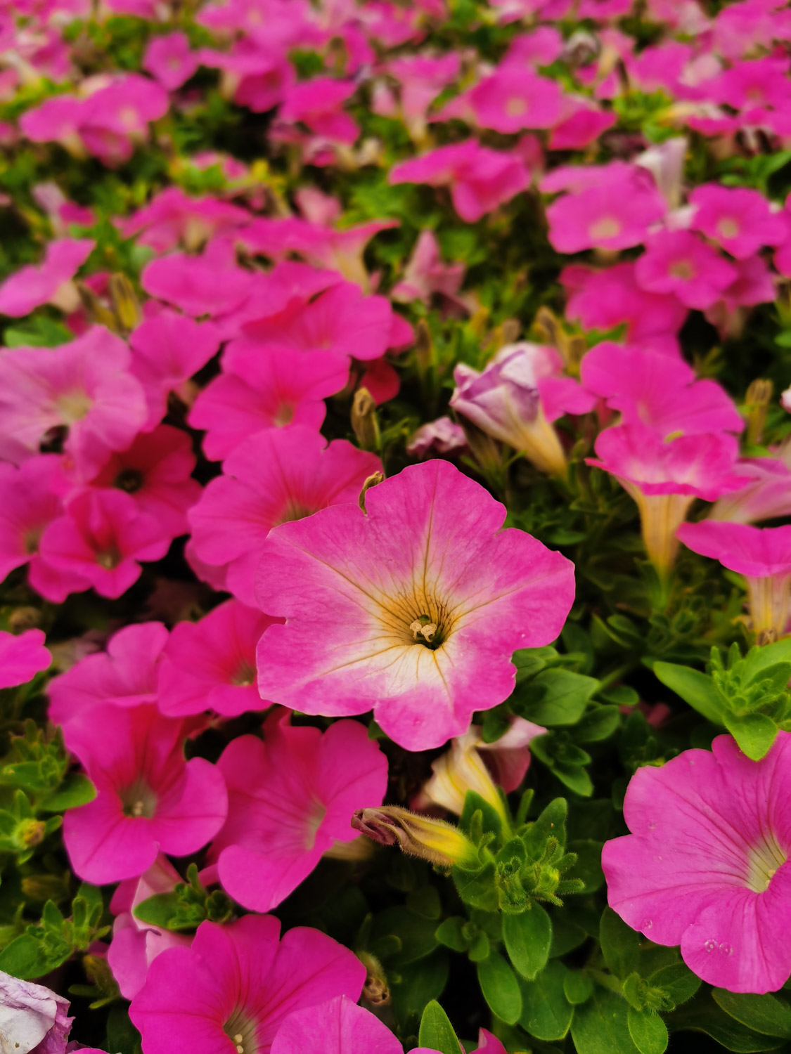 Petunia hybrida