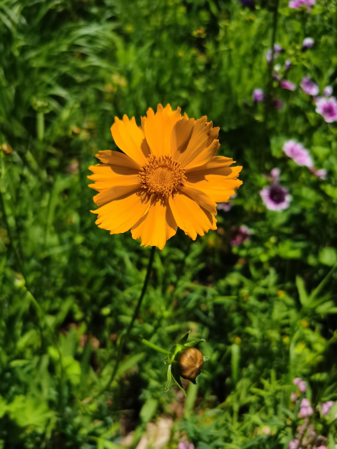 Chrysanthemum