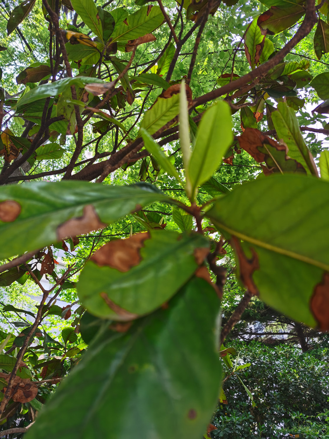 Loquat