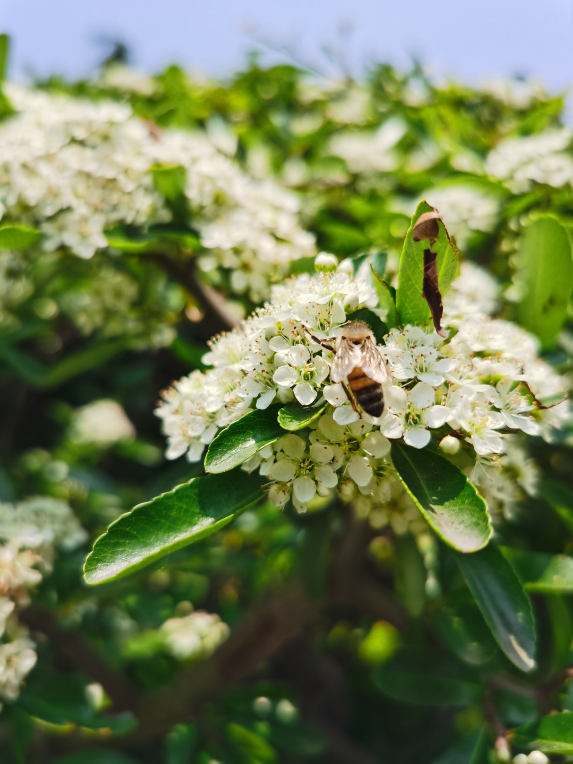 pyracantha