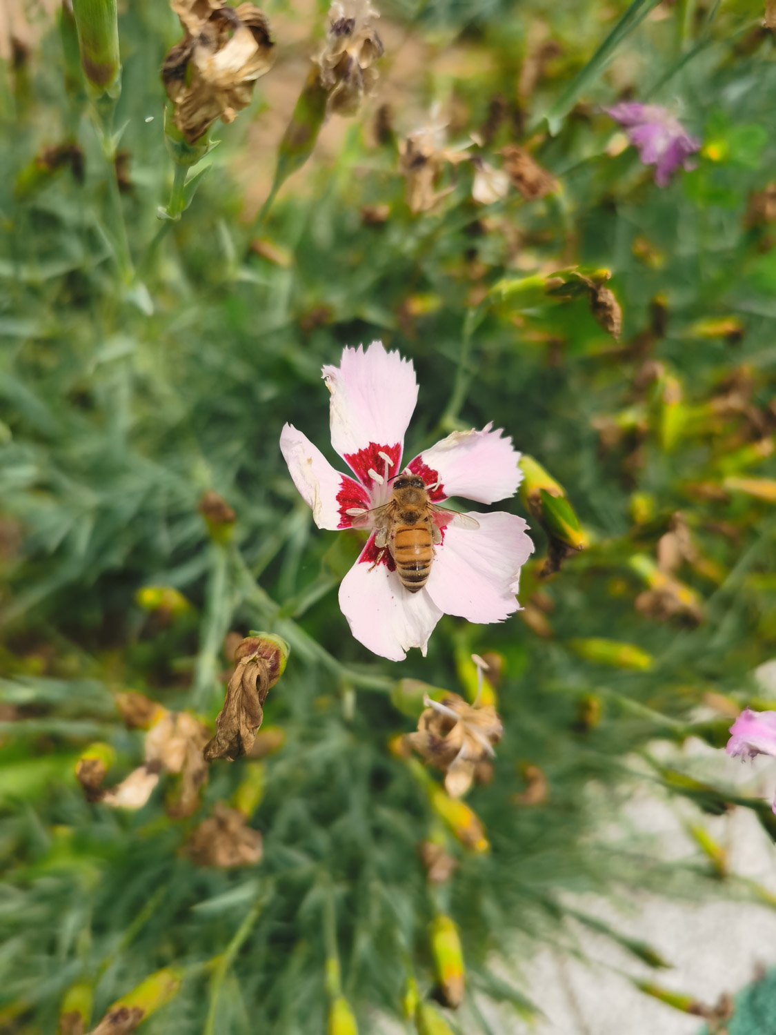 dianthus