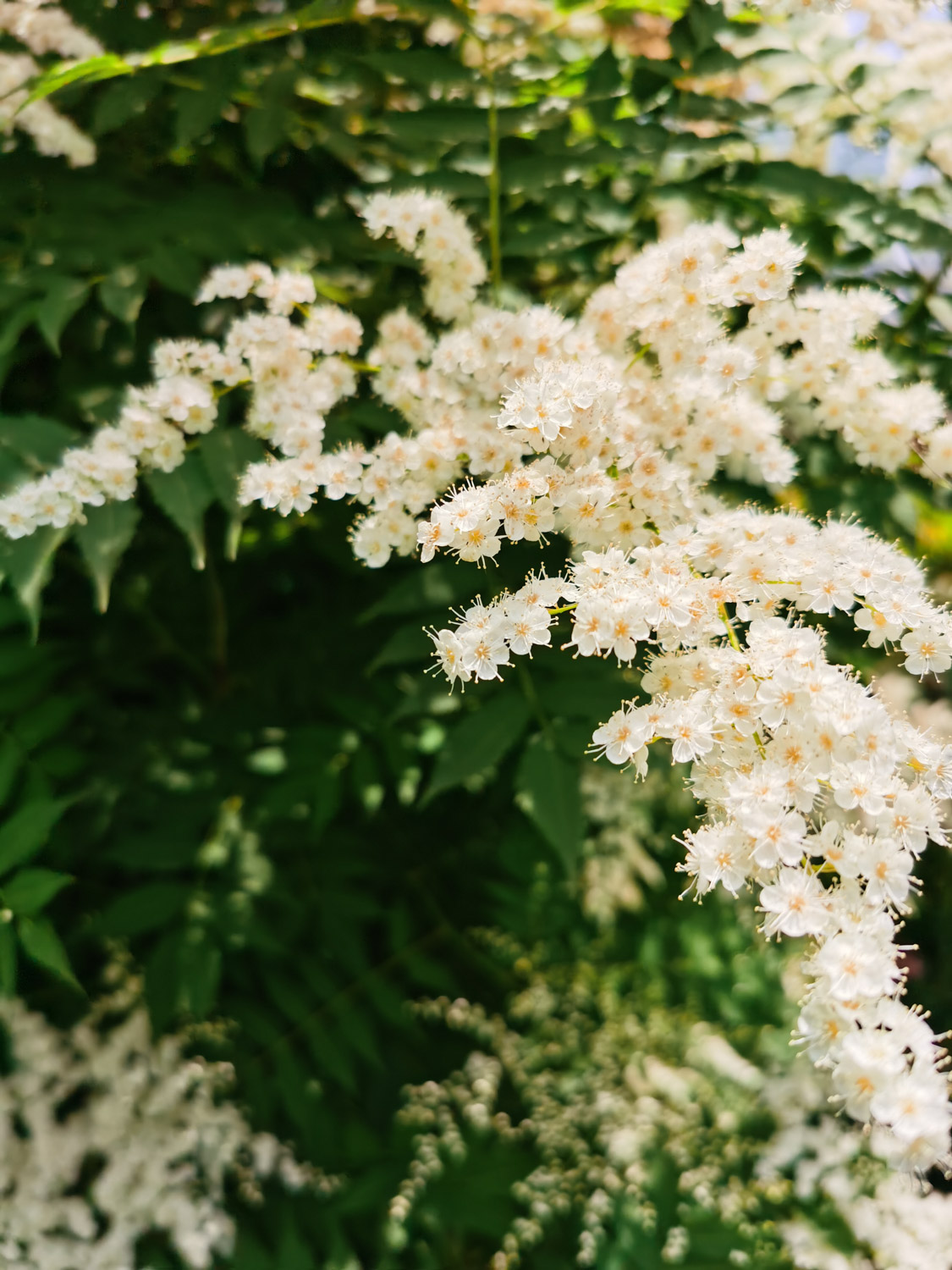 Sorbaria sorbifolia