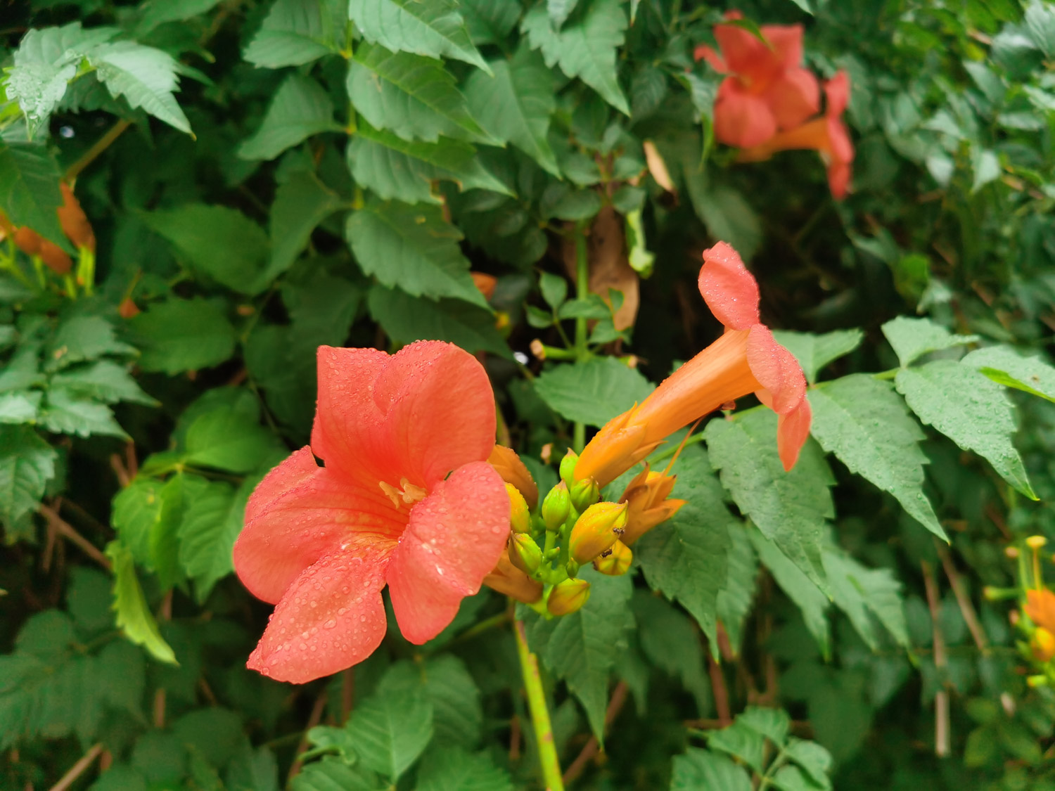 Chinese trumpet creeper