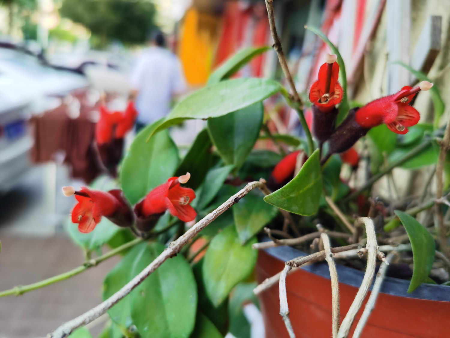 Aeschynanthus pulcher 