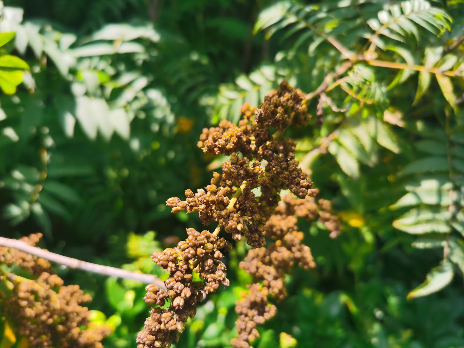 Sorbaria sorbifolia