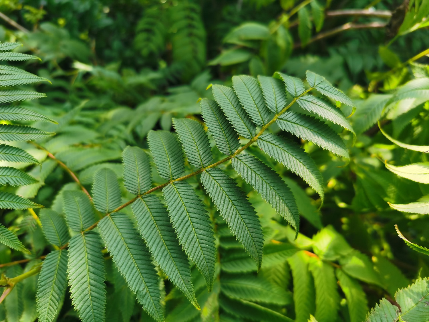 Sorbaria sorbifolia