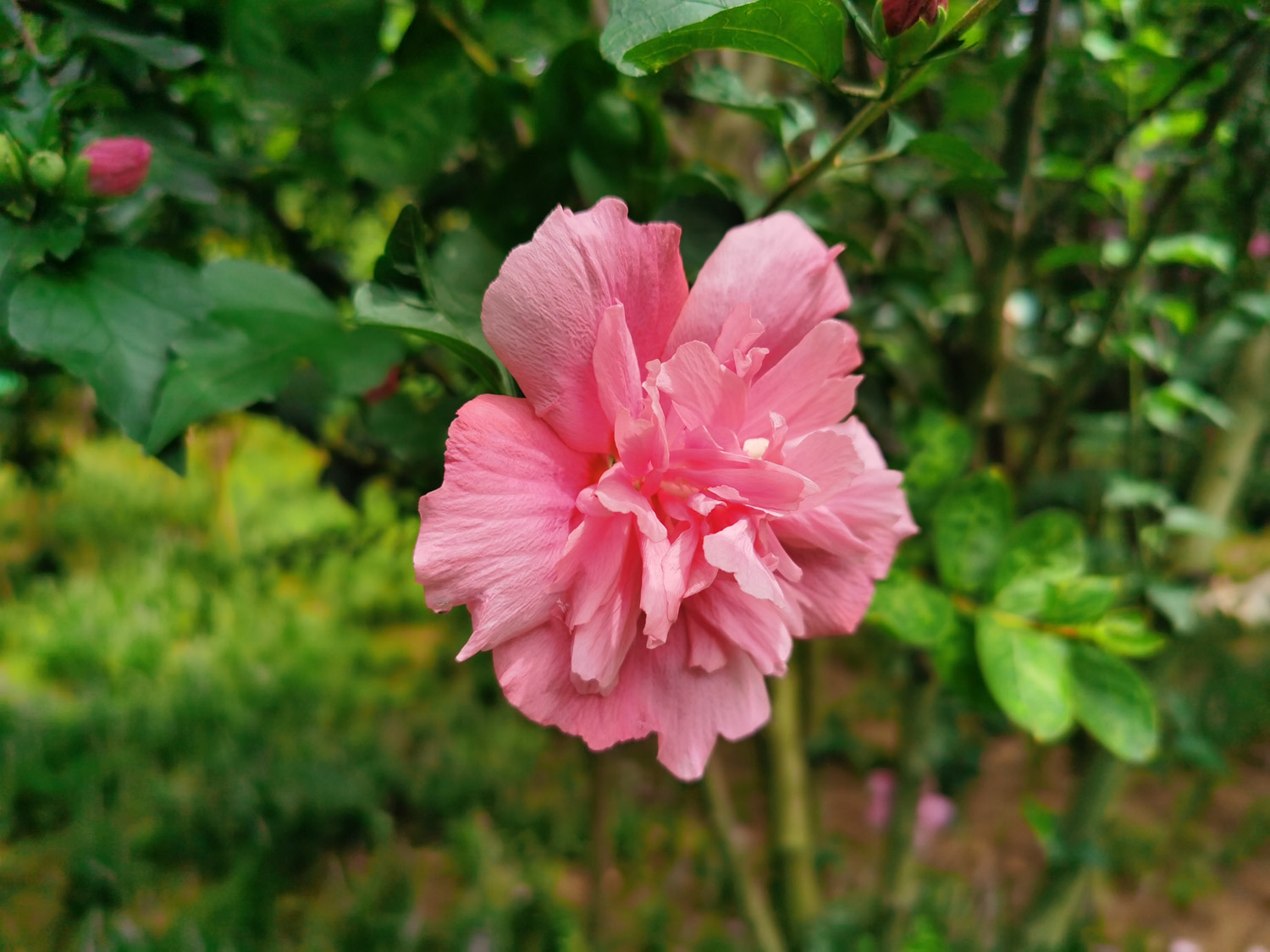 hibiscus