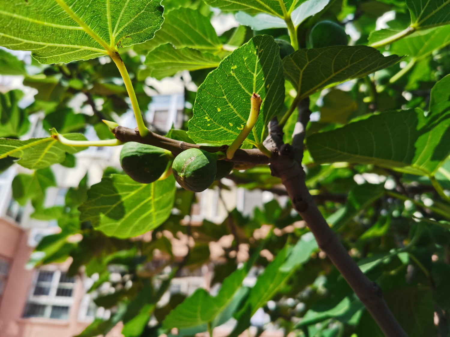 Fig