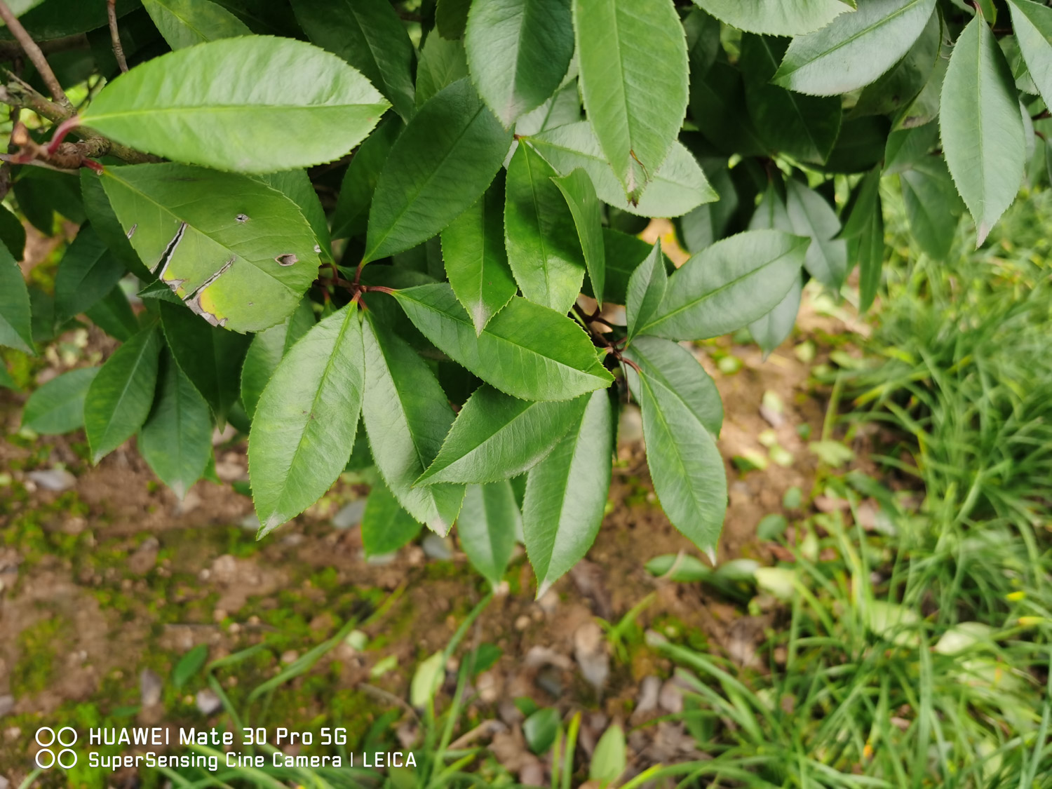 Chinese photinia