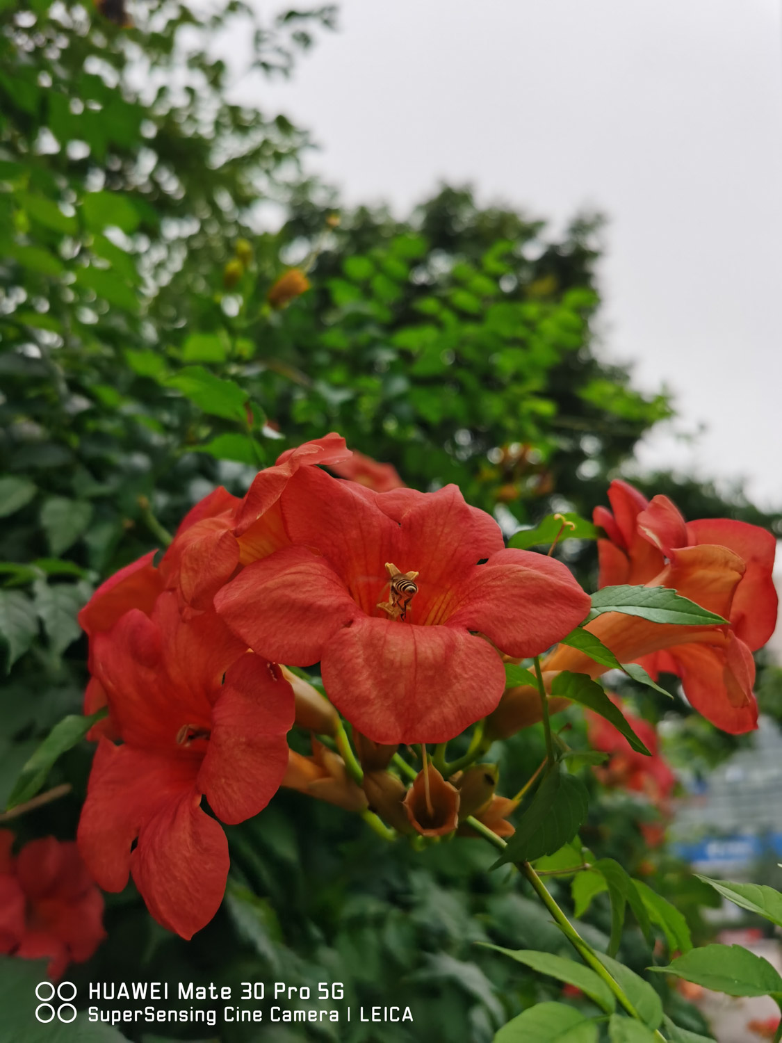 Chinese trumpet creeper