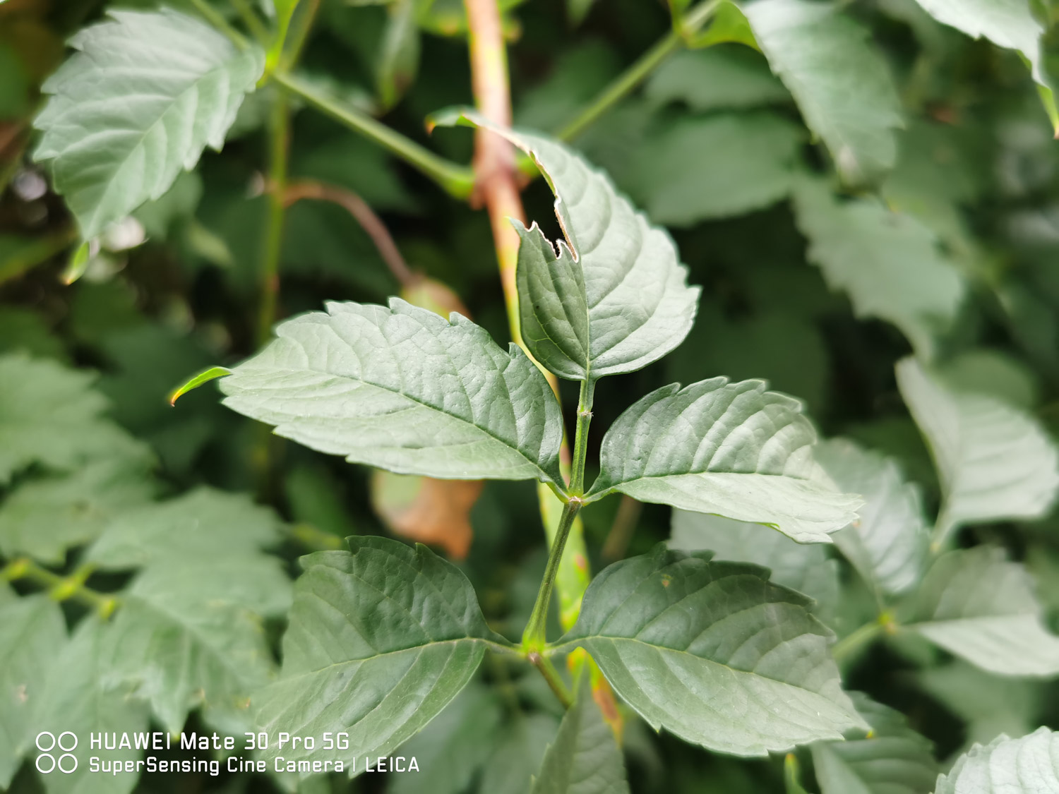 Chinese trumpet creeper