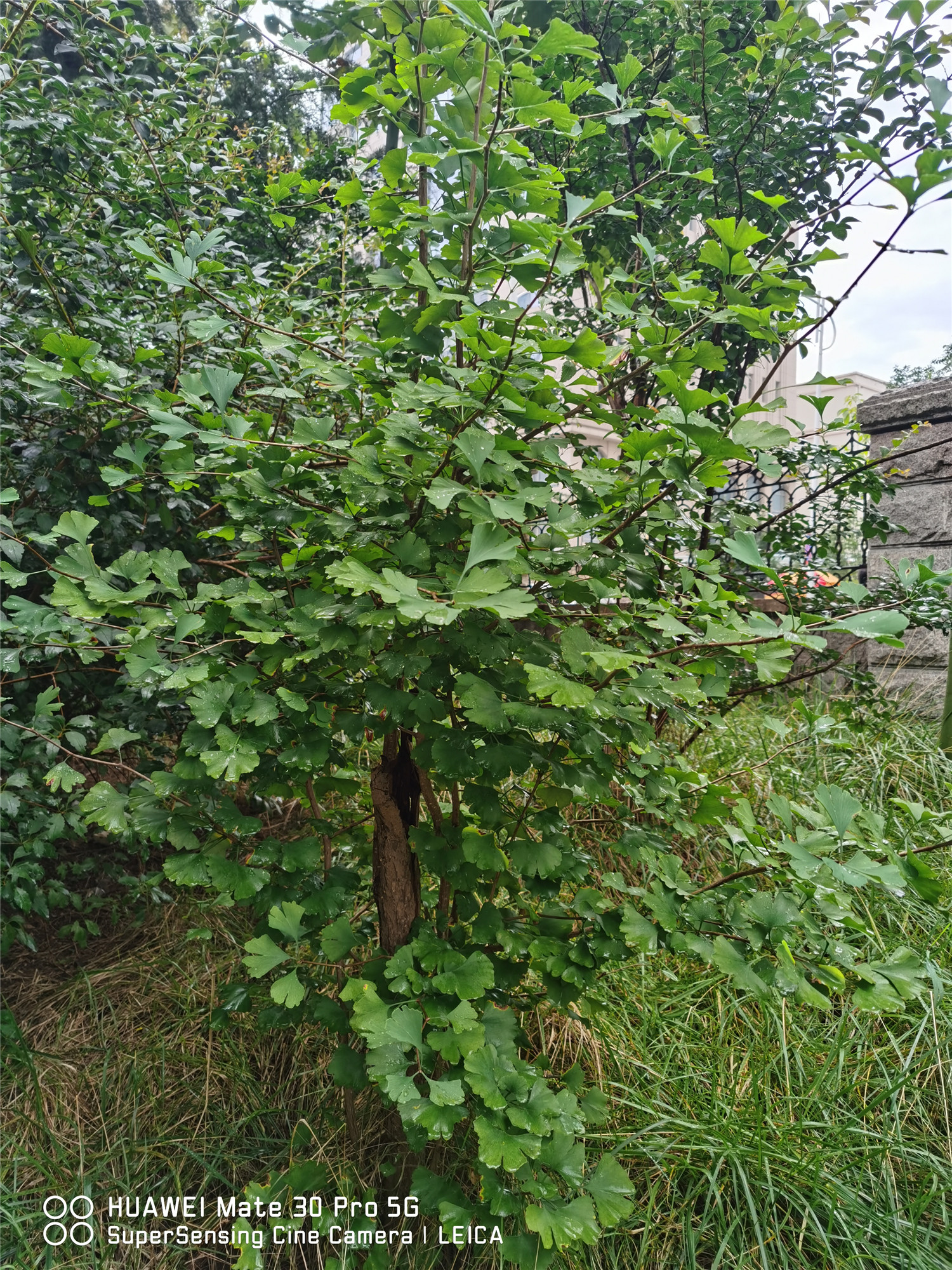 ginkgo tree