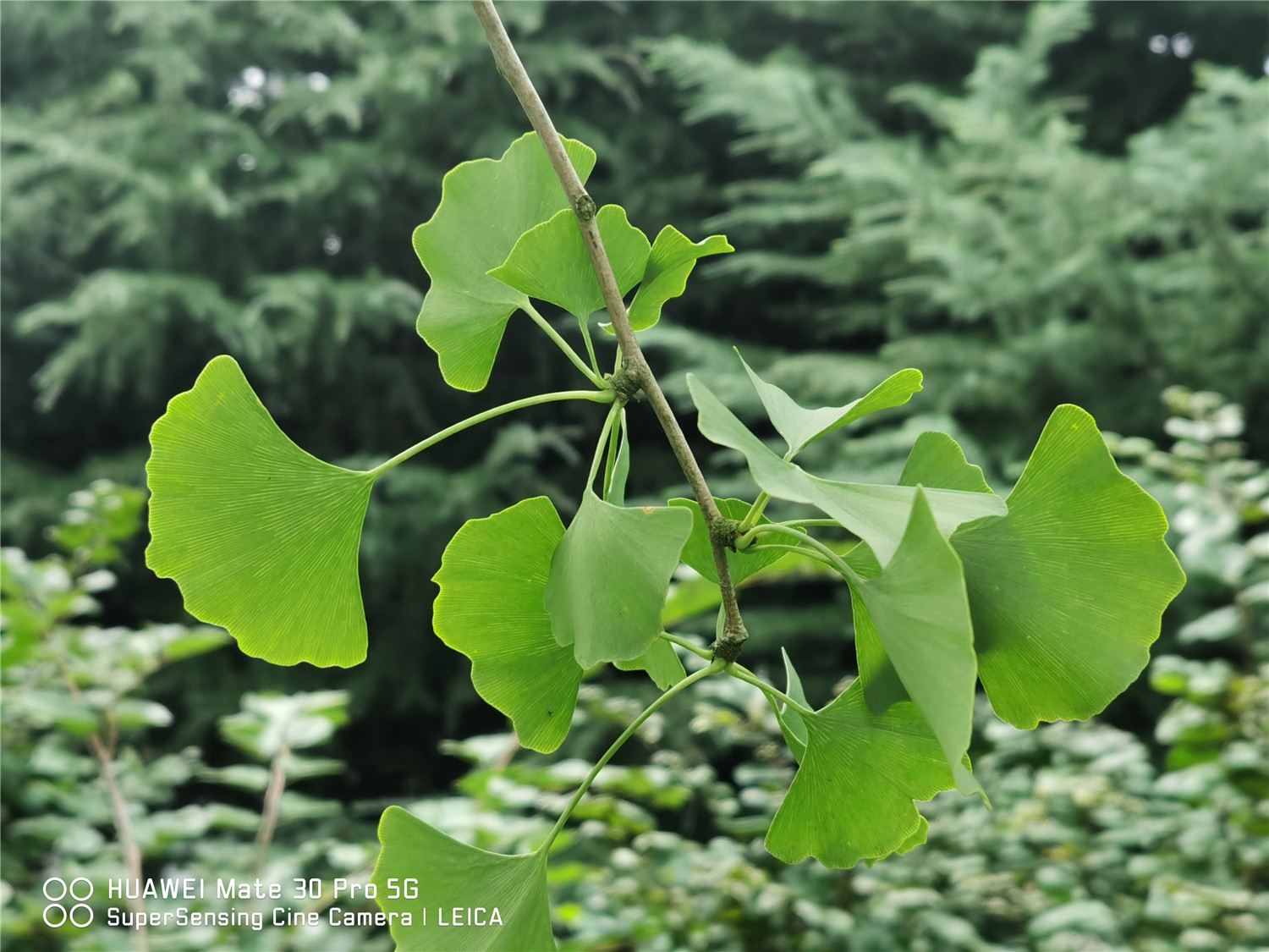 ginkgo tree