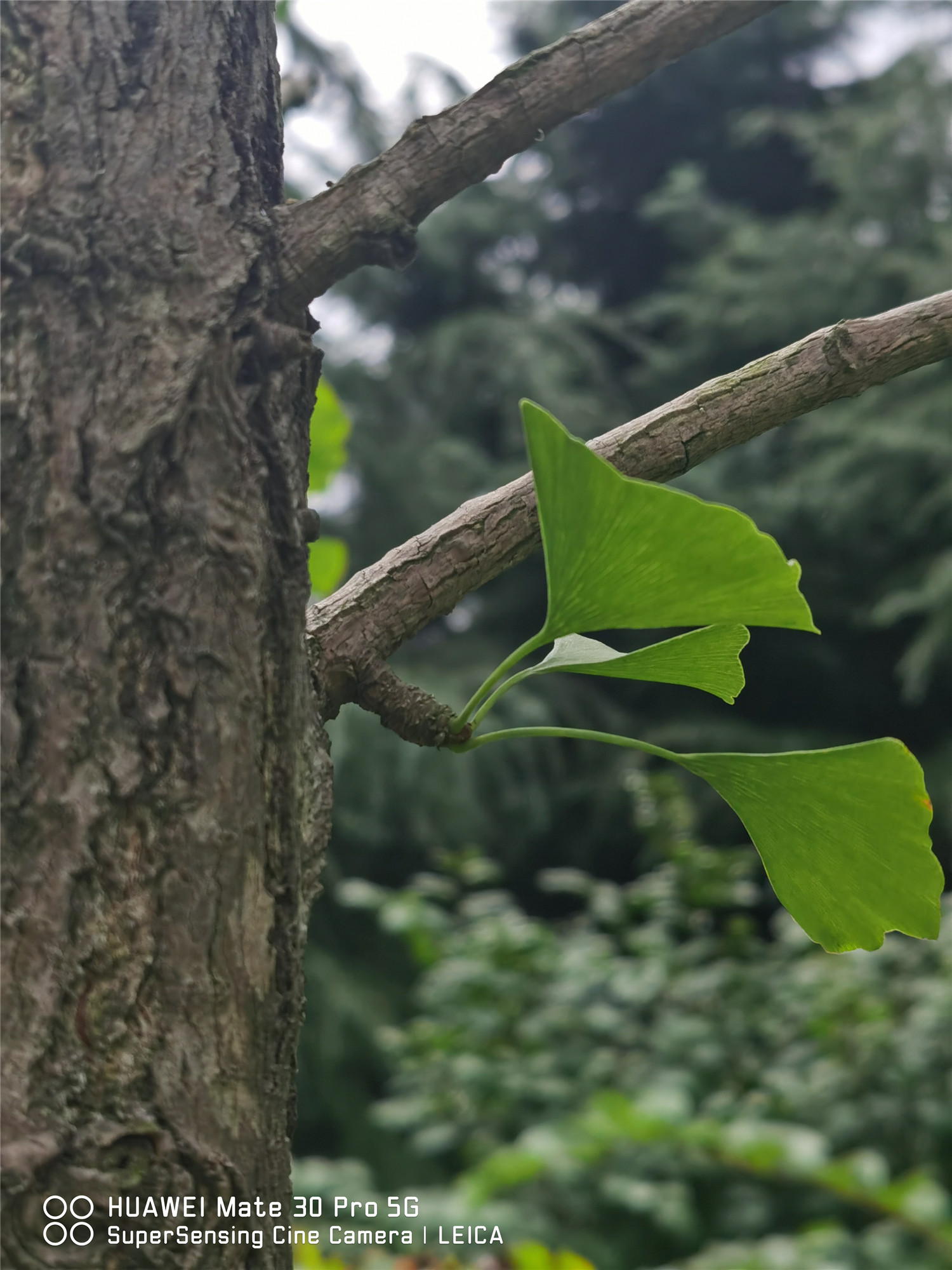 ginkgo tree