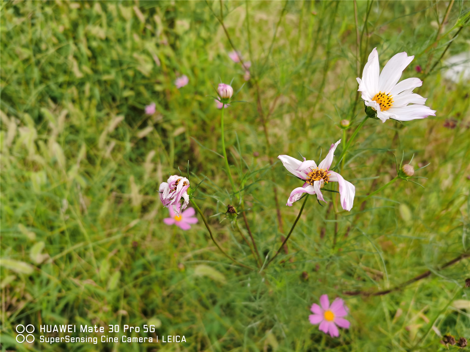 calliopsis