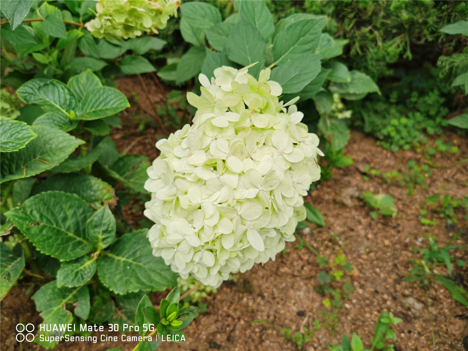 hydrangea