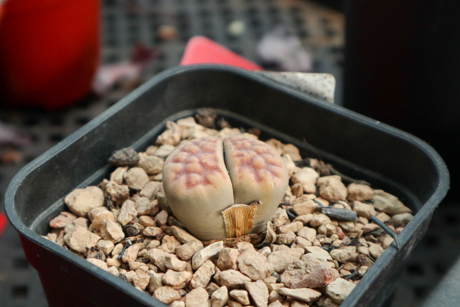 Lithops